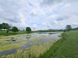 algae on pond