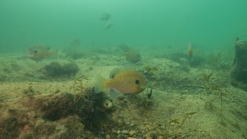 fish underwater in pond