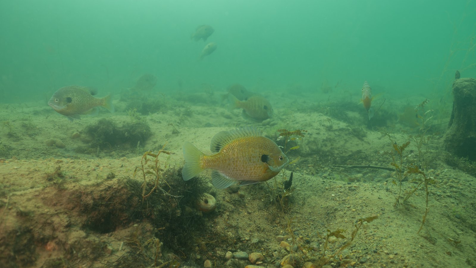 fish underwater in pond