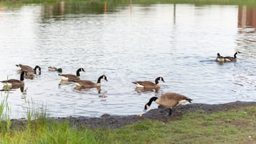 Geese damaging pond shorelines