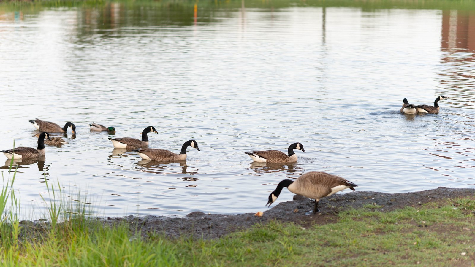 Geese damaging pond shorelines
