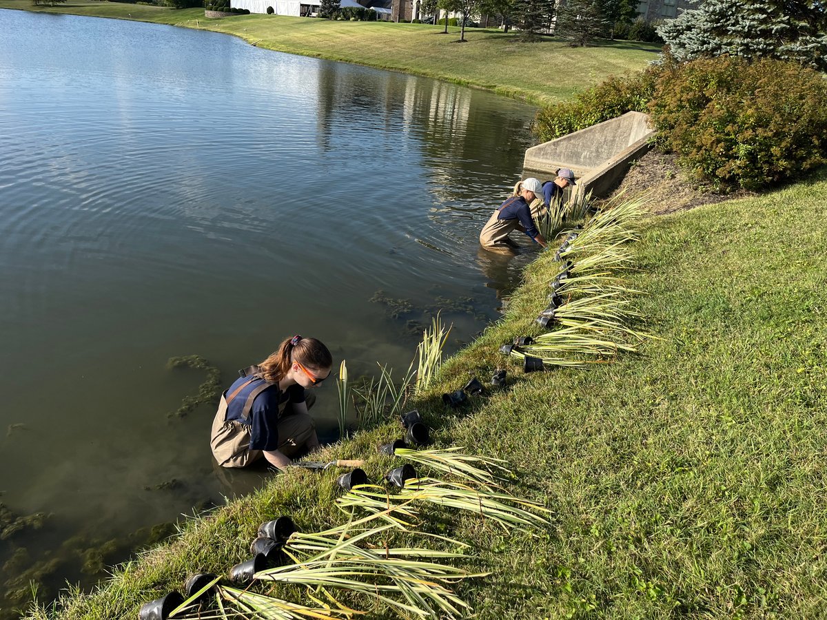 wetland planting