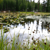 Lilypads in Pond