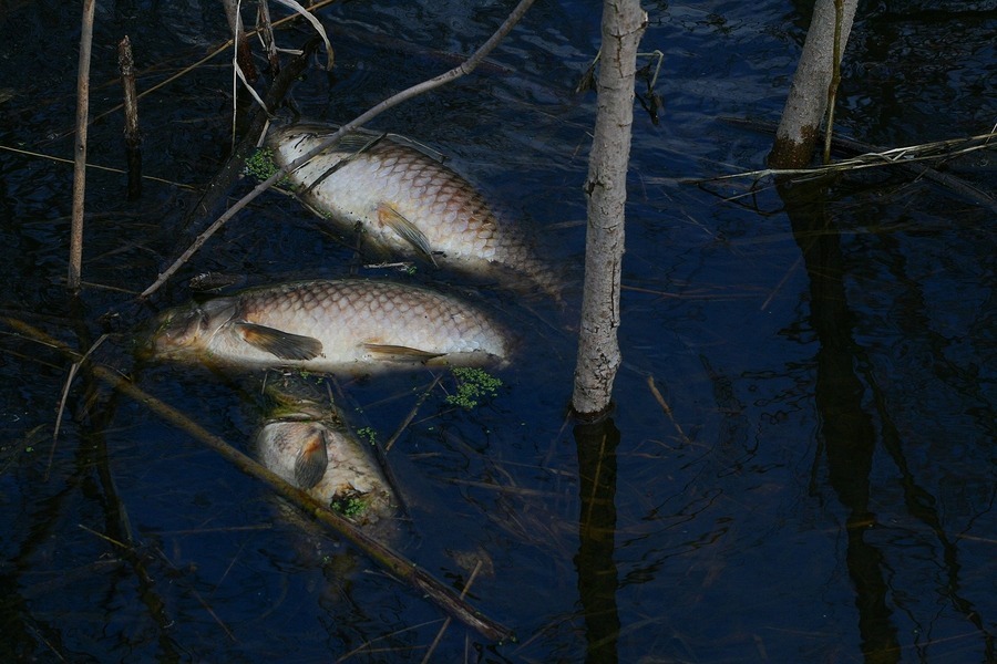 fish kill