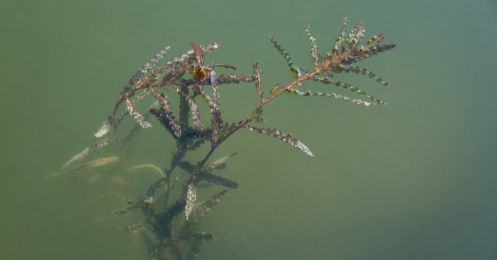 curly-leaf pondweed