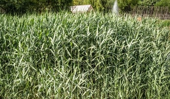phragmites