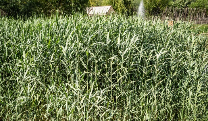 phragmites