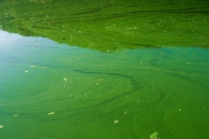 Microcystis Bloom
