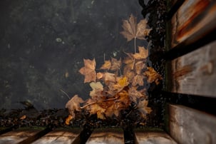 fall leaves accumulate on the pond surface