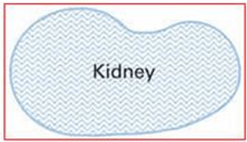 Kidney Shaped Pond Layout